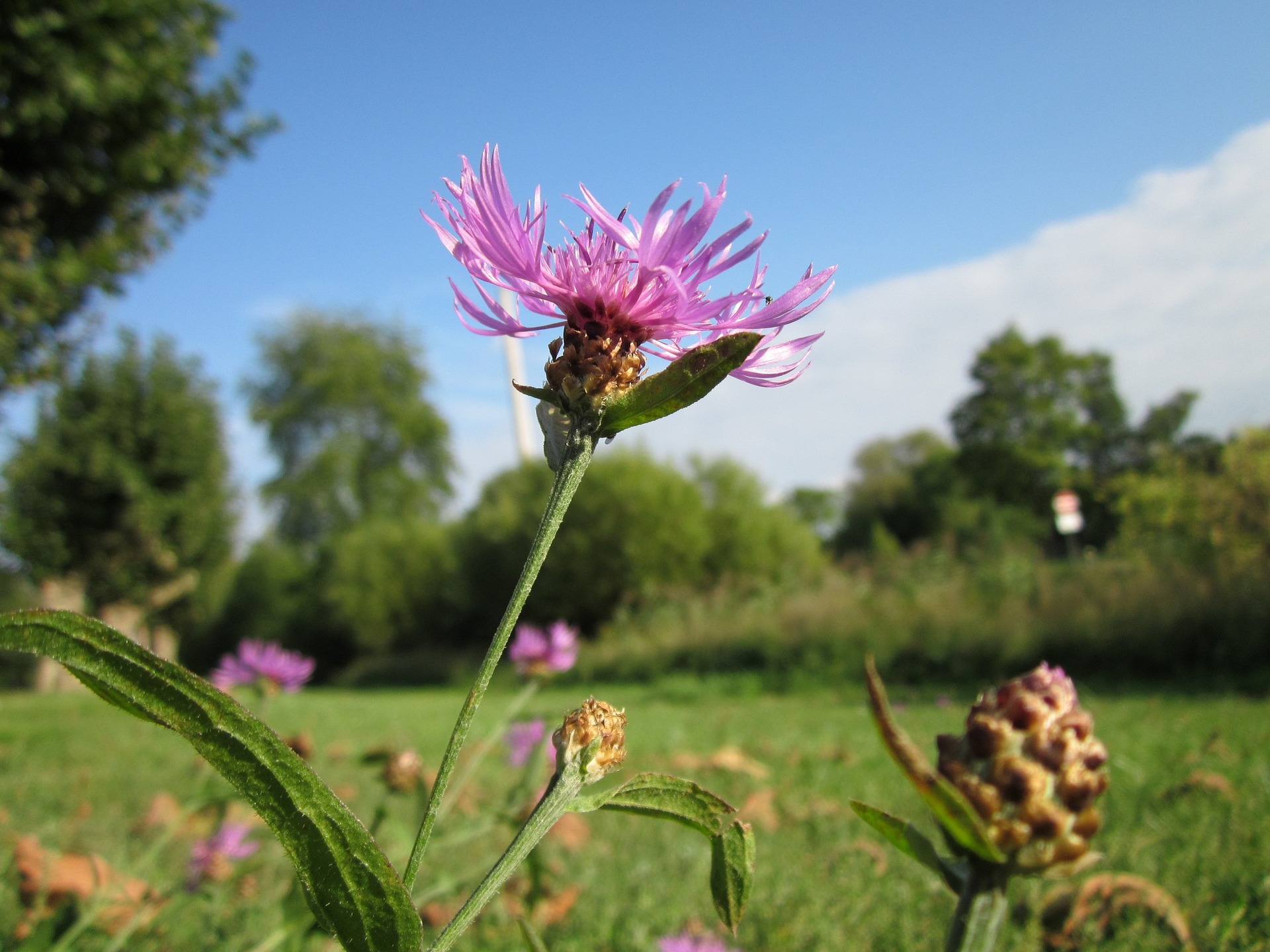 centaurea jacea 84740 1920