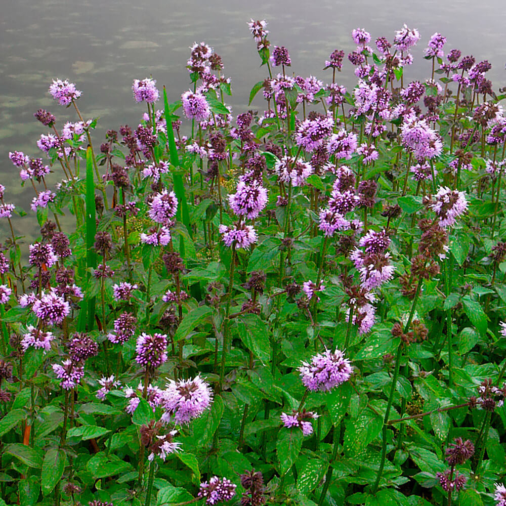 mentha aquatica