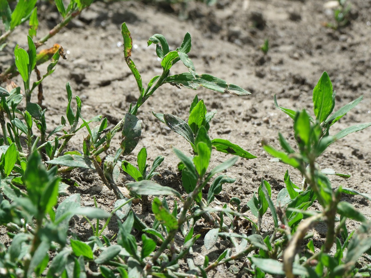 polygonum aviculare 855457 1280
