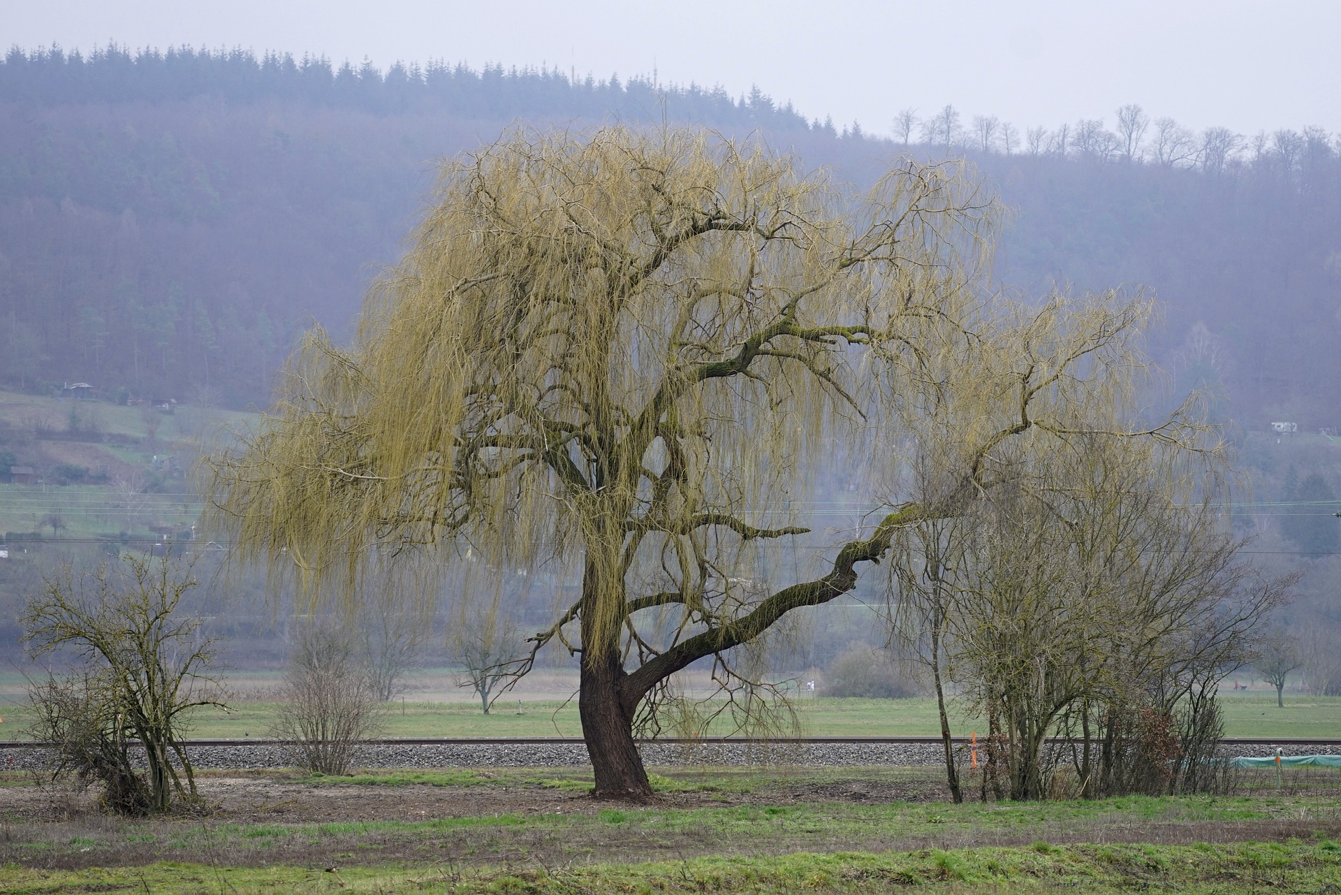 salix alba 6011218 1920