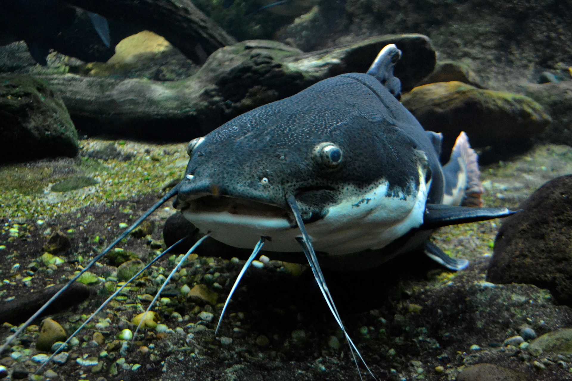 cat fish
