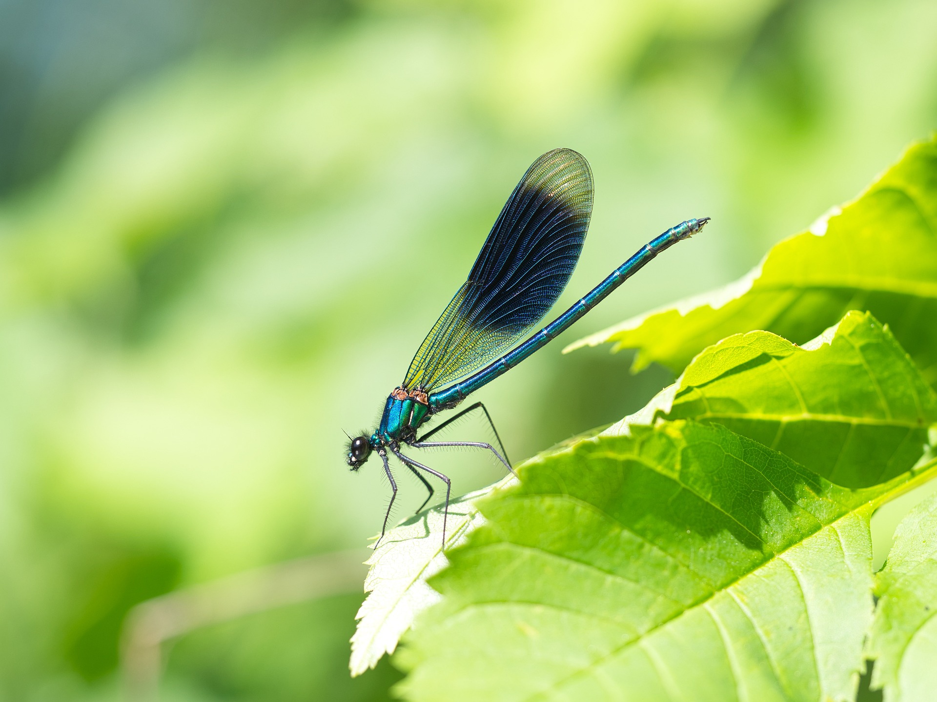 demoiselle