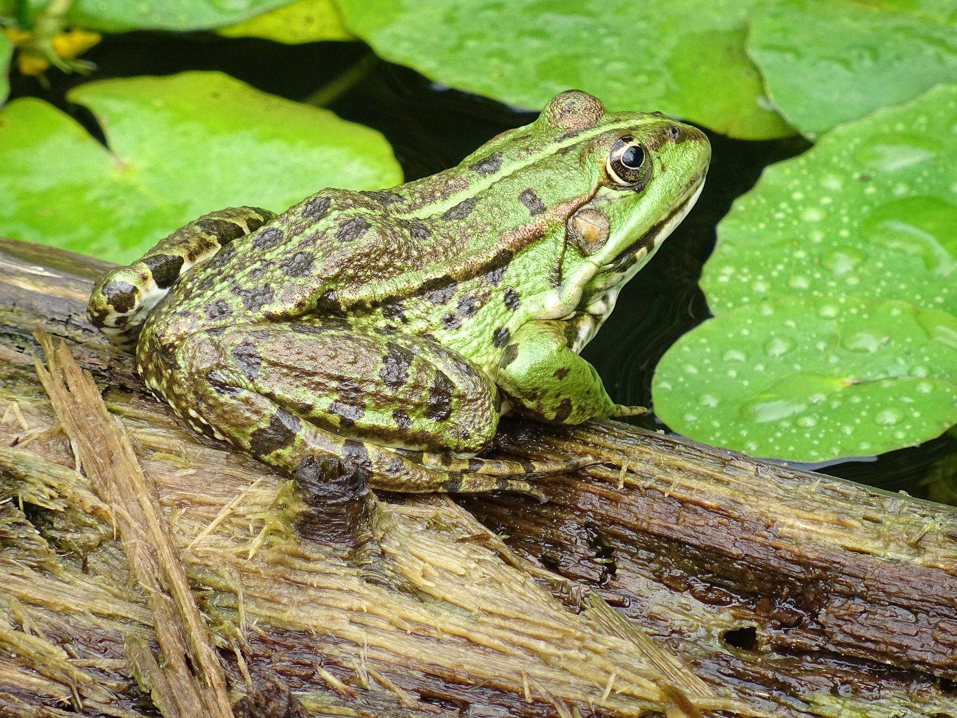 grenouille rousse