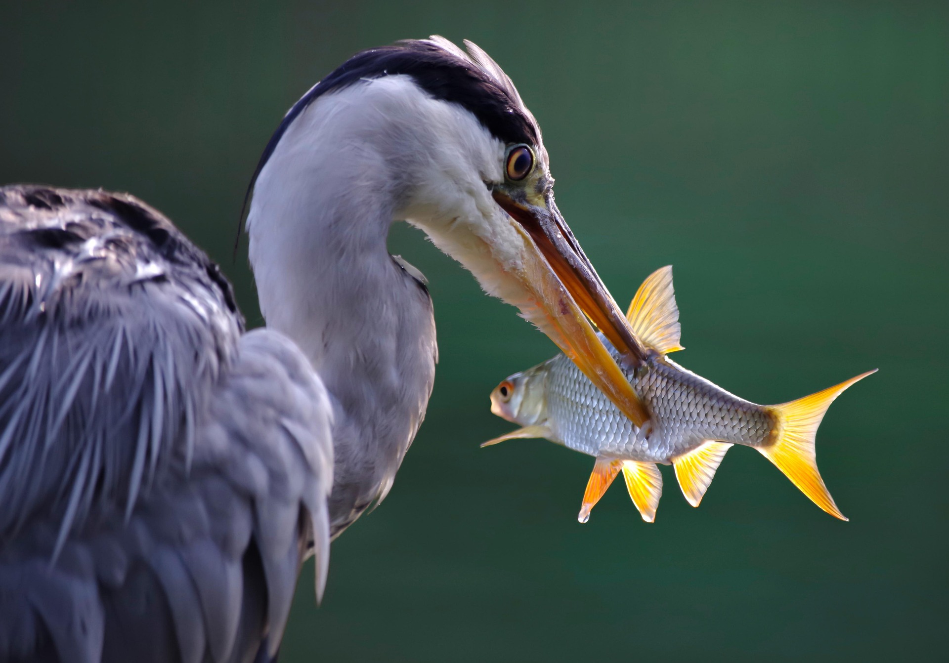 grey heron