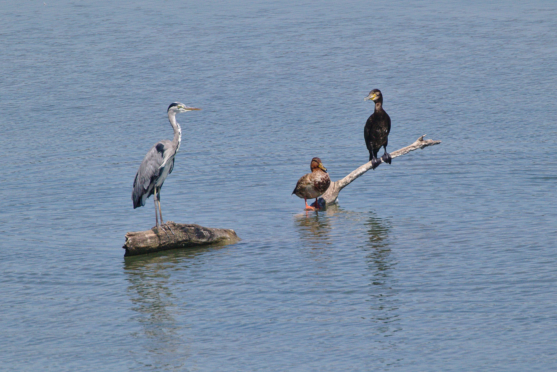grey heron2