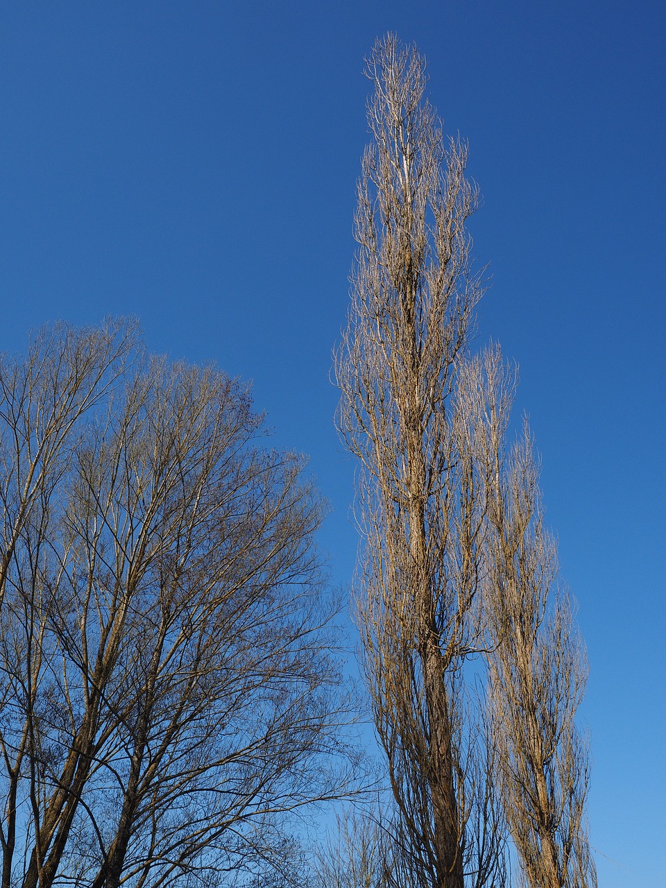 pyramidal-poplar-1194799_1280.jpg